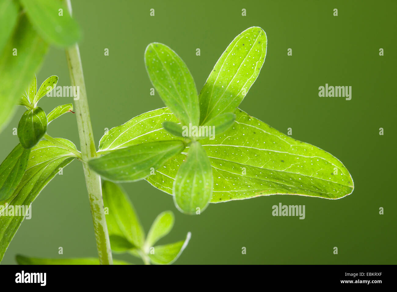 Politique St John's wort-perforer, St John's wort, mauvaises herbes klamath, St. John's-millepertuis (Hypericum perforatum), les feuilles semble être perforé à cause de leurs glandes d'huile, Allemagne Banque D'Images