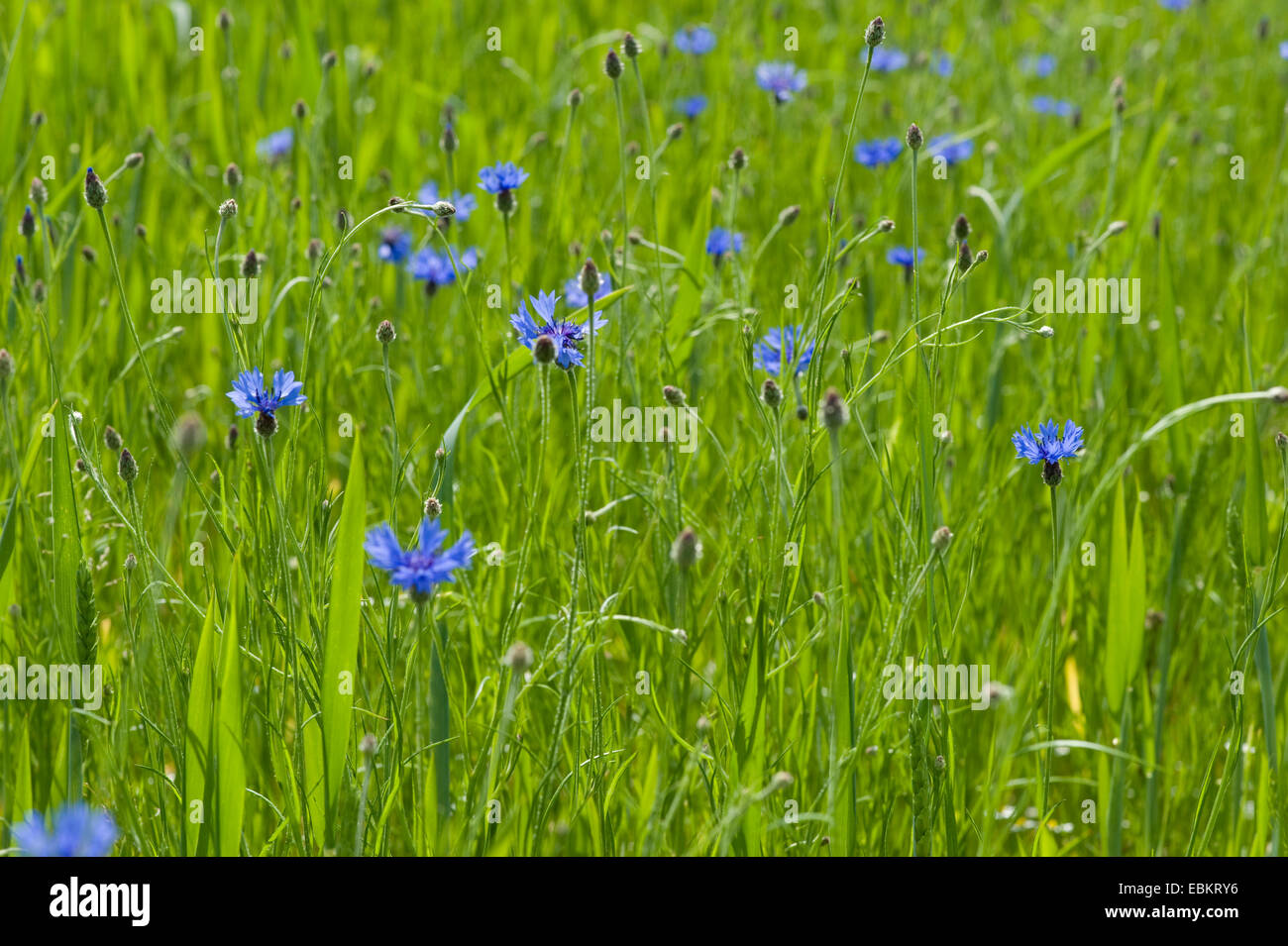 Bouton de baccalauréat, bleue, le bleuet (Centaurea cyanus), la floraison d'un champ, Allemagne Banque D'Images