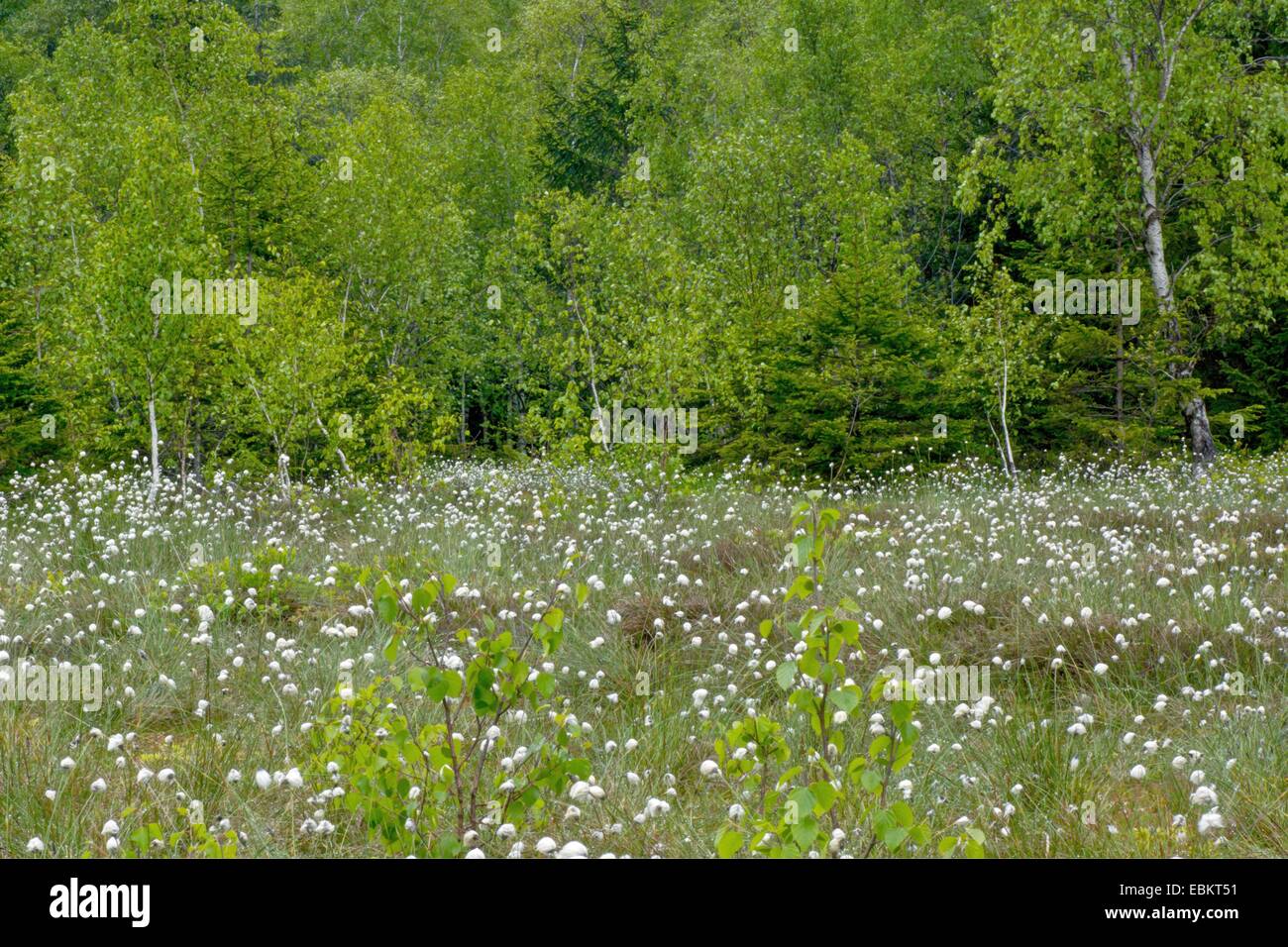 Highmoor paysage avec linaigrette de fructification près de Rochusfeld, Allemagne, Bavière, Oberbayern, Upper Bavaria, Bad Kohlgrub Banque D'Images