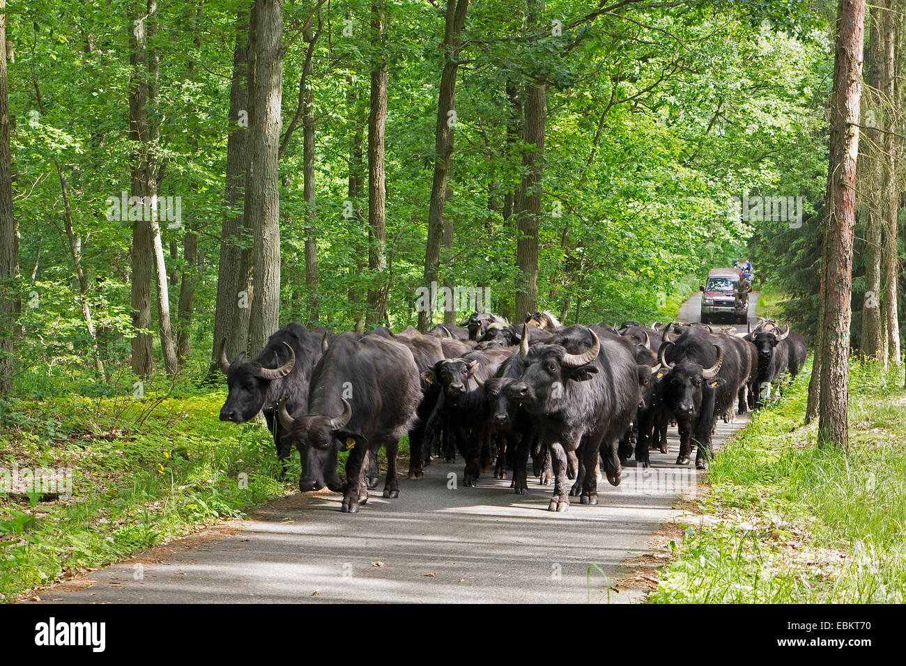 Buffle d'Asie, wild water buffalo, carabao (Bubalus bubalis, Bubalus arnee), sur le chemin de l'alpage, Germany, Usedom Banque D'Images