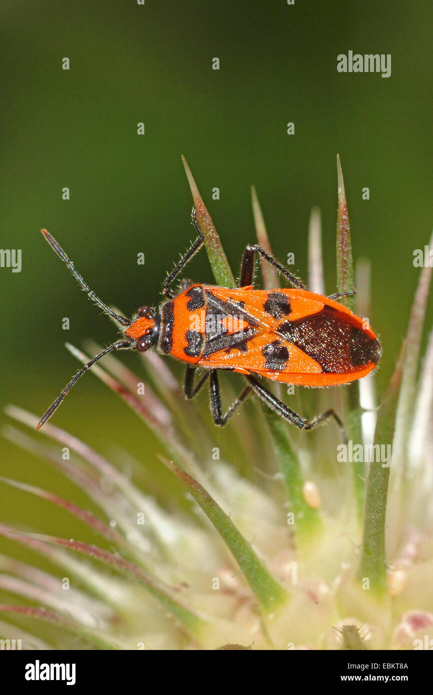 Fire bug (Corizus hyoscyami), assis sur une usine, Allemagne Banque D'Images