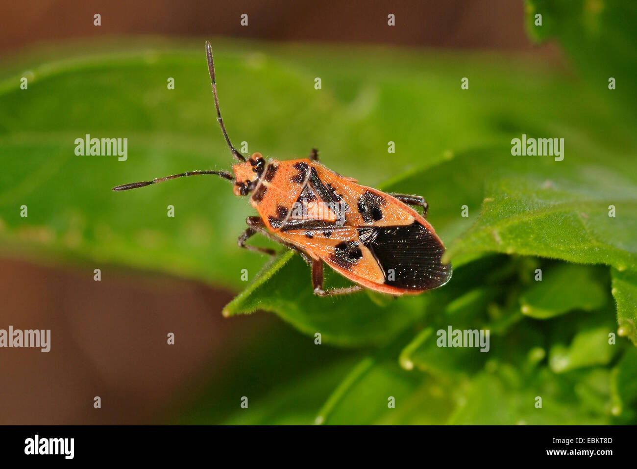 Fire bug (Corizus hyoscyami), assis sur une usine, Allemagne Banque D'Images