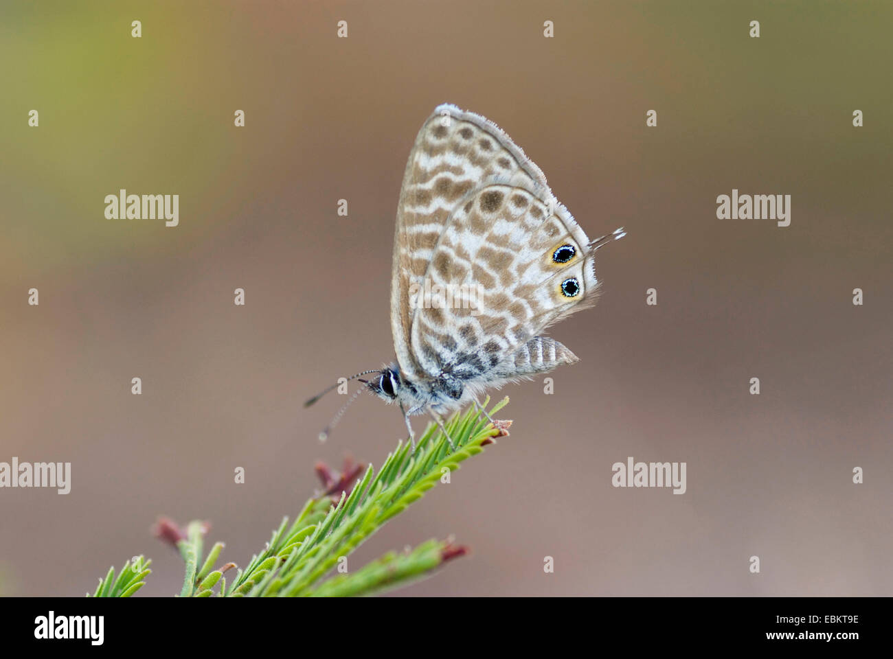 Lang's short-tailed blue (Leptotes pirithous), sur une branche, France, Corse Banque D'Images