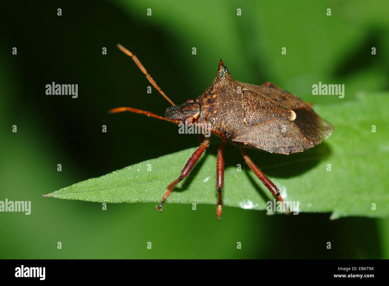 Épines stink bug (Picromerus bidens), assis sur une feuille, Allemagne Banque D'Images