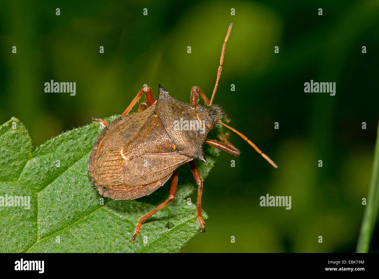 Épines stink bug (Picromerus bidens), assis sur une feuille, Allemagne Banque D'Images