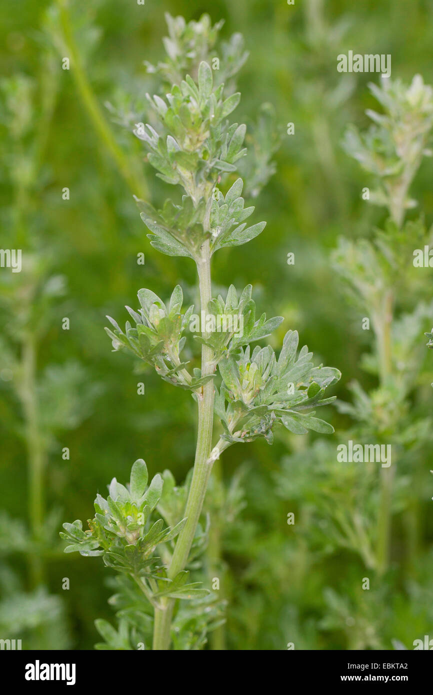 L'Armoise commune, absinthe absinthe, l'absinthe (Artemisia absinthium) sagewort, feuilles, Allemagne Banque D'Images