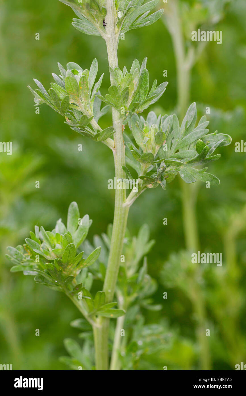 L'Armoise commune, absinthe absinthe, l'absinthe (Artemisia absinthium) sagewort, feuilles, Allemagne Banque D'Images