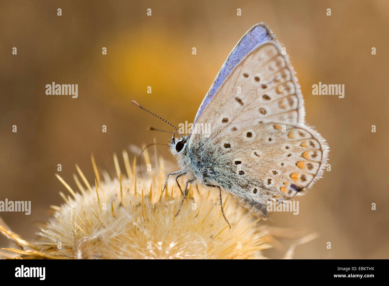 Blue (Polyommatus icarus commun), sucer le nectar d'un végétal, Allemagne Banque D'Images