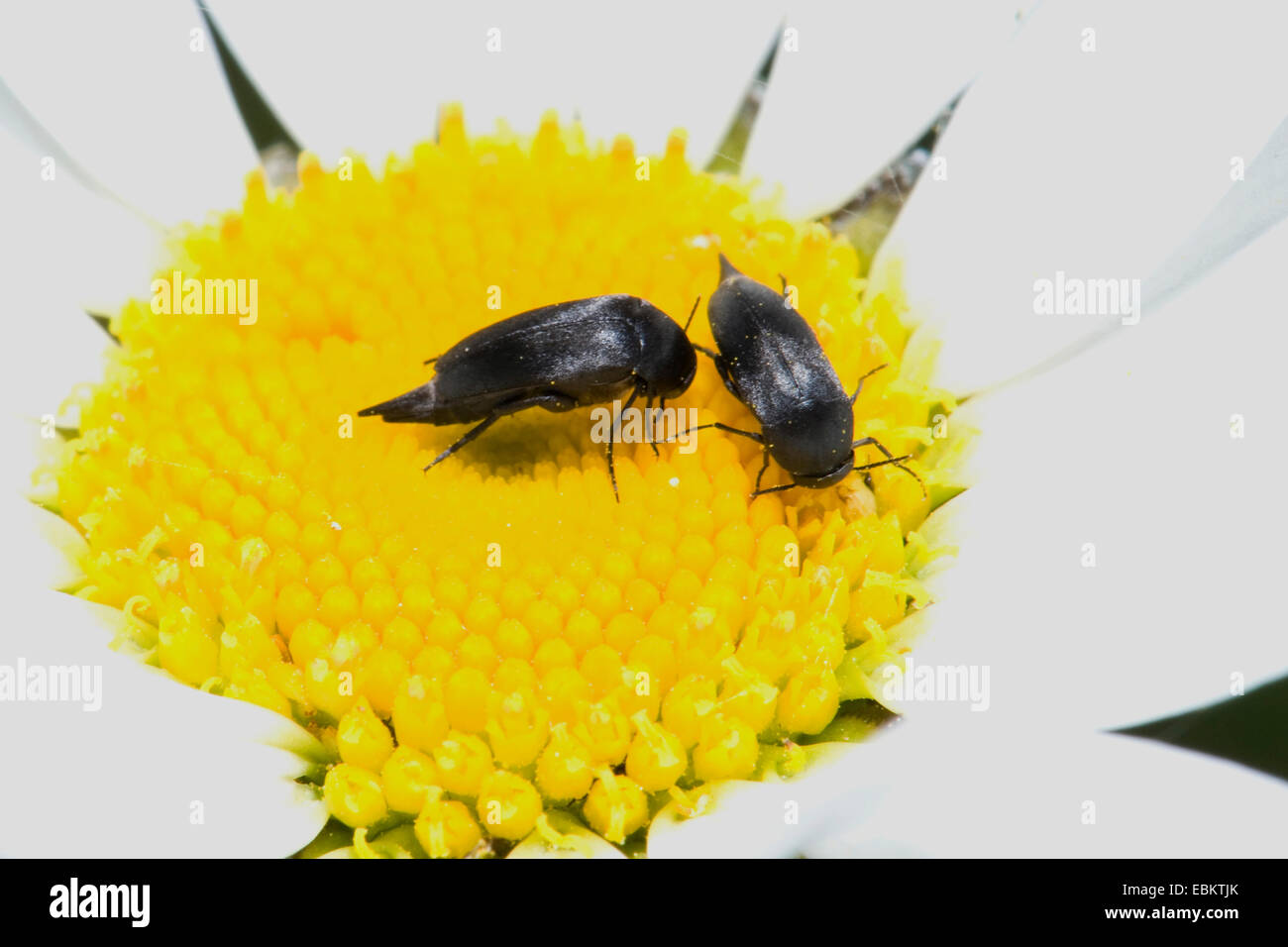 Flower beetle (Mordellidae Tumbling), deux coléoptères sur une marguerite, Allemagne Banque D'Images