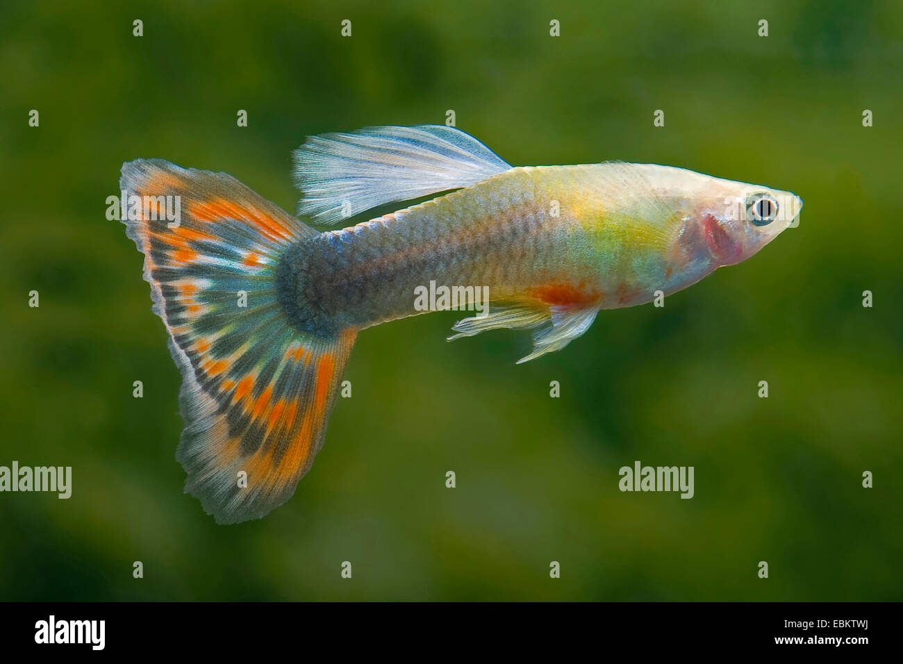 Guppy (Poecilia reticulata, Lebistes reticulatus, Lebistes reticulata), race forme Paradise Banque D'Images