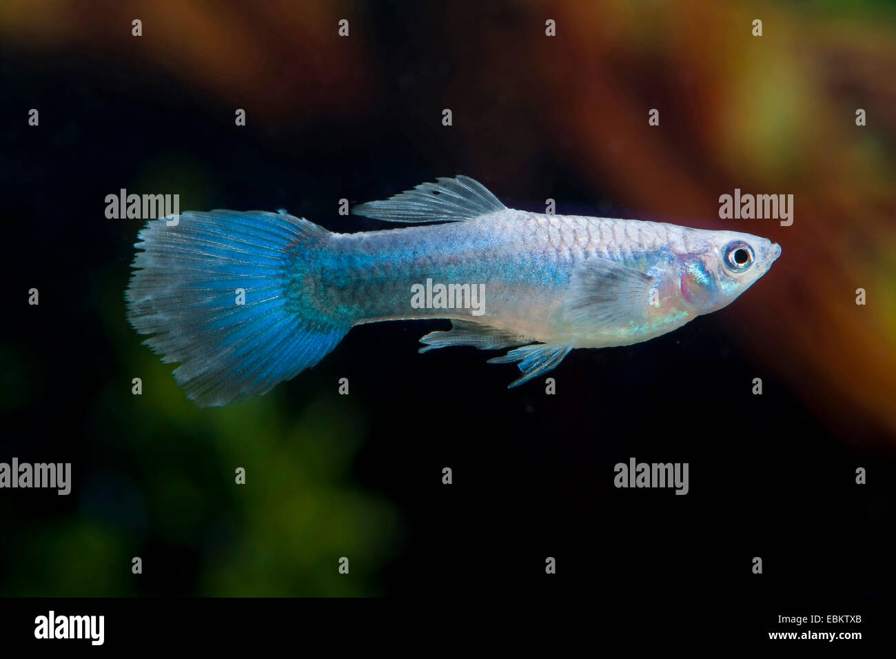 Guppy (Poecilia reticulata, Lebistes reticulatus, Lebistes reticulata), race forme Electric Blue Banque D'Images