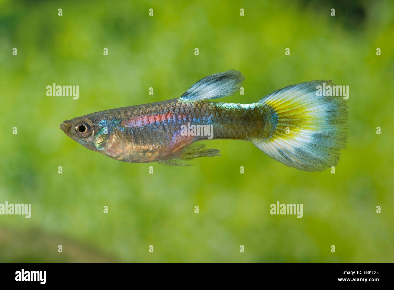 Guppy (Poecilia reticulata, Lebistes reticulatus, Lebistes reticulata), race demi forme néon bleu Banque D'Images