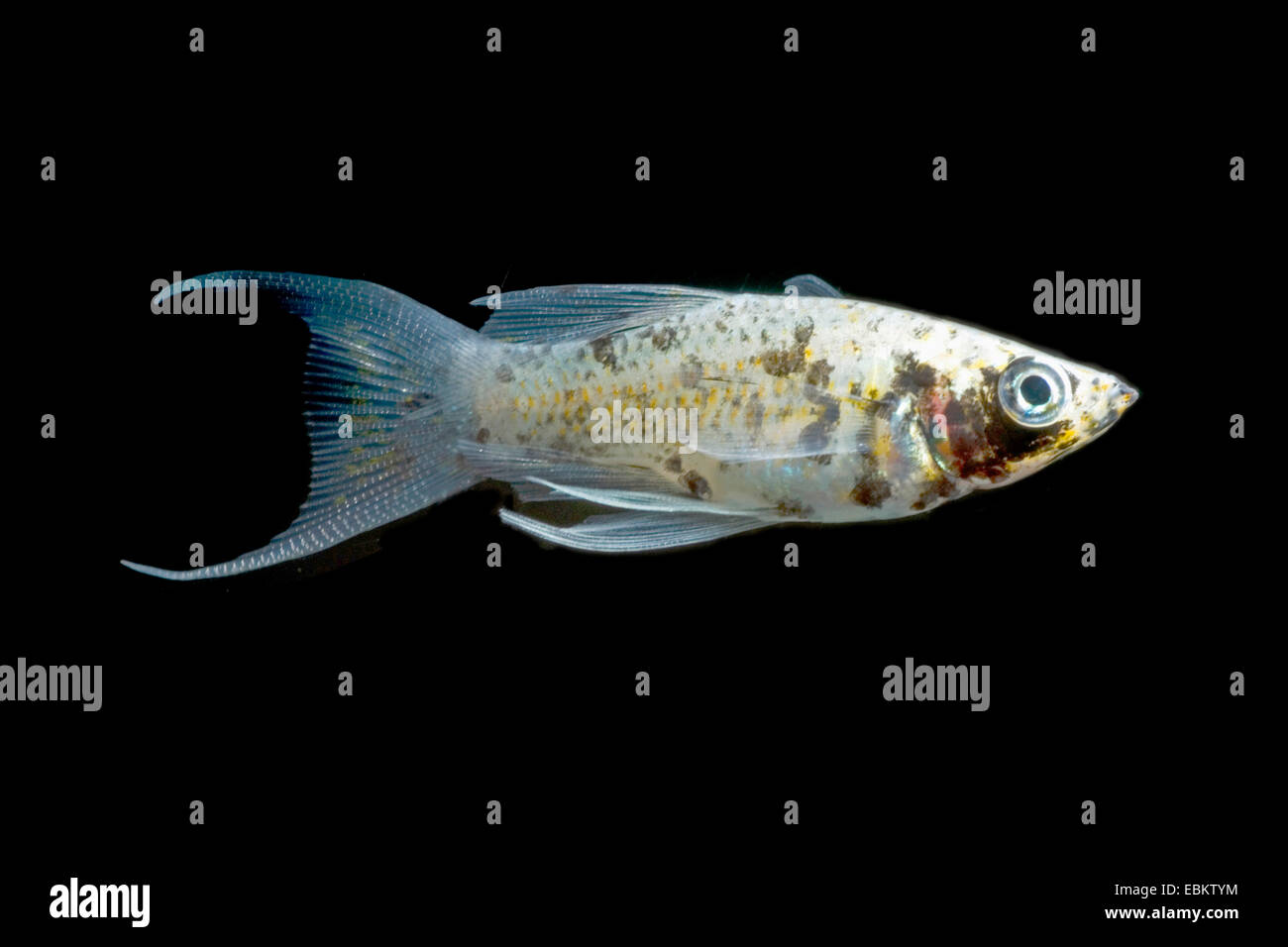 Molly, Molly marbré mexicain, à la liberté (Poecilia sphenops Molly, Mollienesia sphenops), race Lyra Dalmatiner Banque D'Images