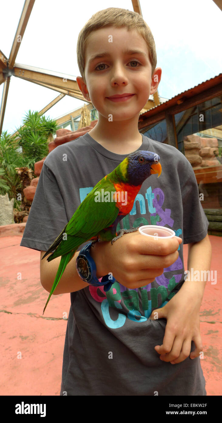 Rainbow Lorikeet lory, arc-en-ciel (Trichoglossus haematodus), boy holding a Rainbow Lorikeet doux sur son bras Banque D'Images