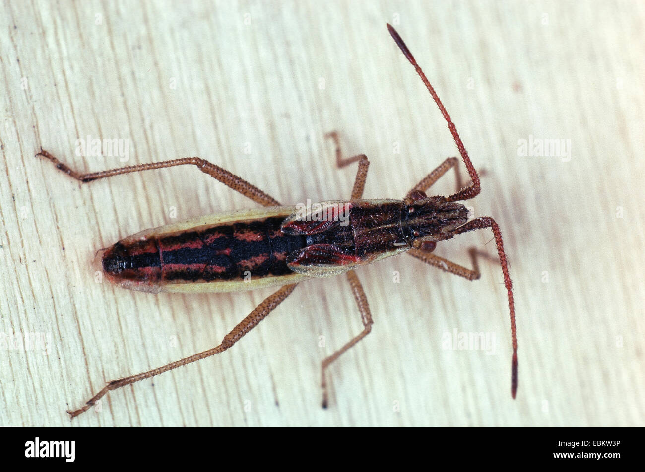 La matricaire inodore, Rhopalid Myrmus miriformis (bug), sur bois, Allemagne Banque D'Images