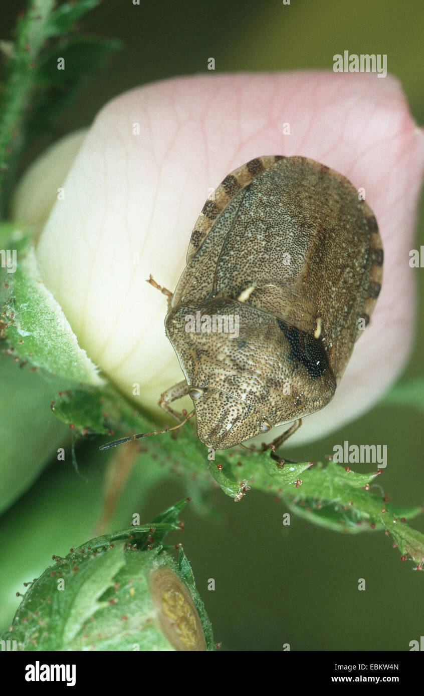 Bouclier-retour bug (Eurygaster maura), sur une fleur Banque D'Images