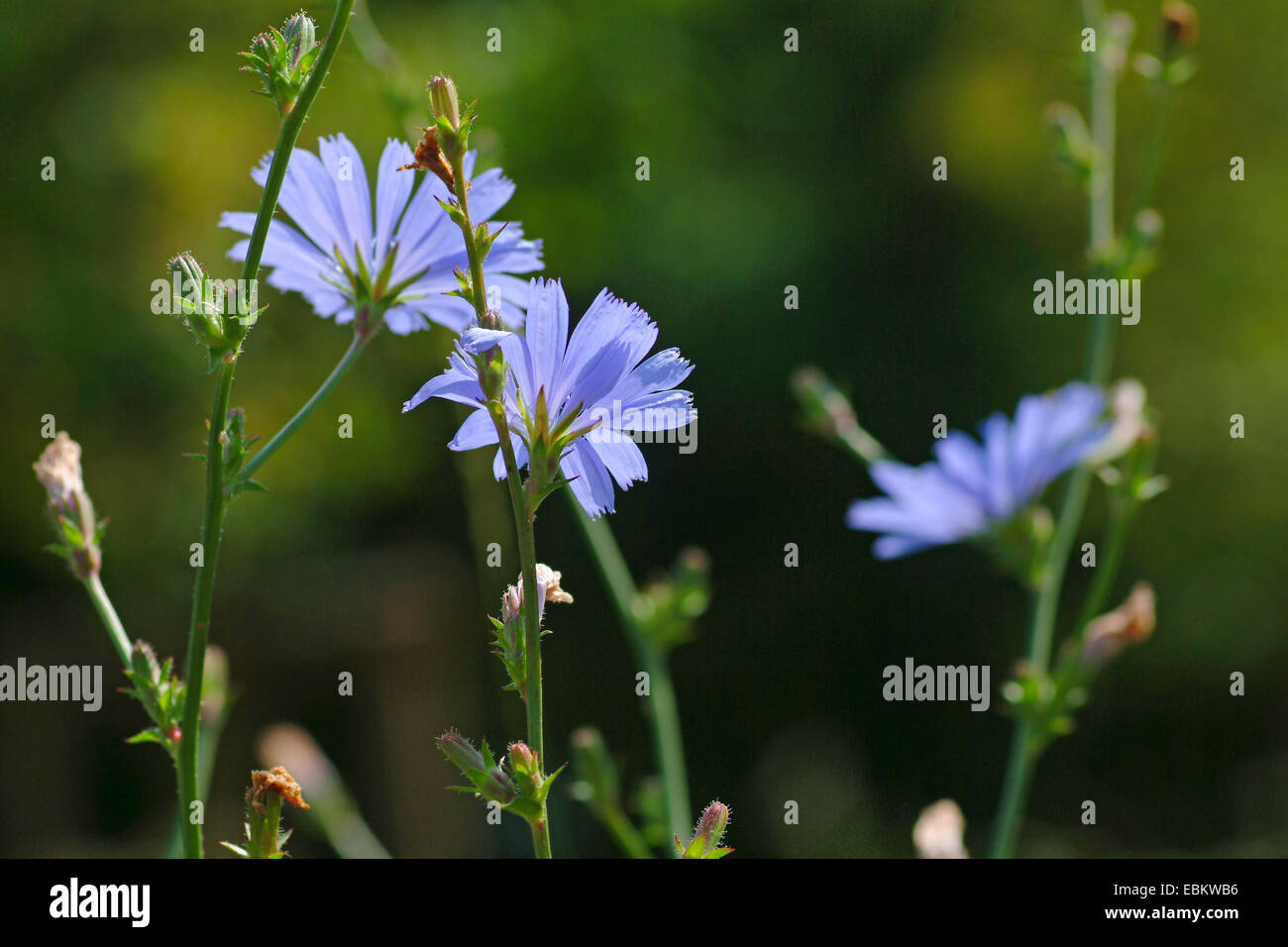 Les marins bleu commun, chicorée, wild succory (Cichorium intybus), blooming, Allemagne Banque D'Images