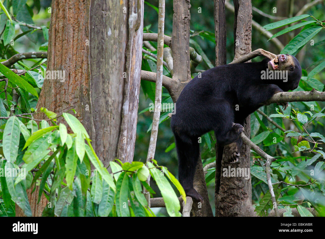 Helarctos Euryspilus Sun - ours - au Centre de conservation des ours malais de Sabah, en Malaisie, de Sepilok Banque D'Images