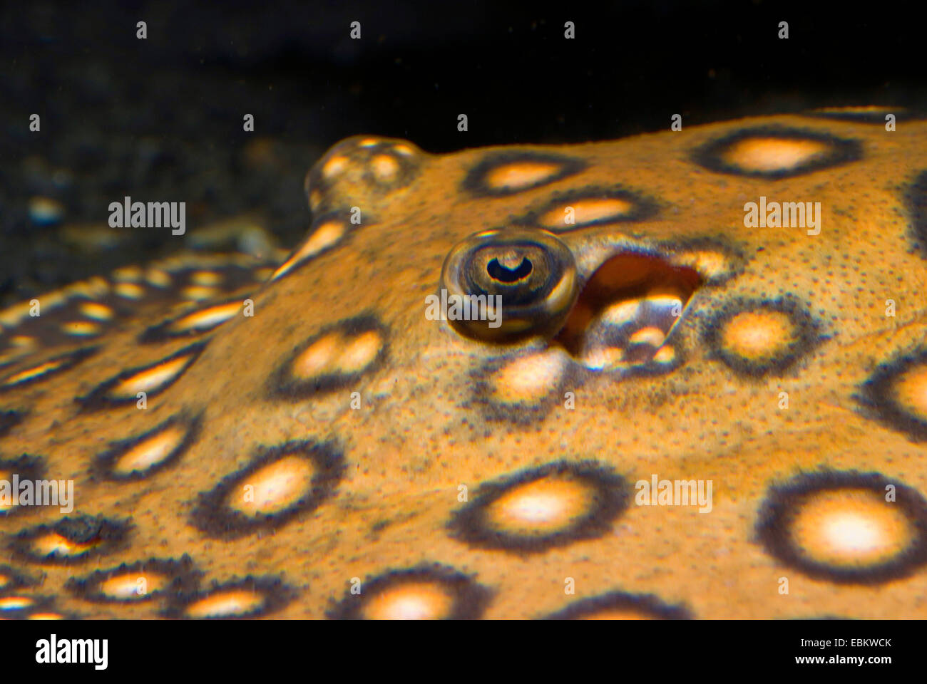 (Potamotrygon motoro Motoro Stingray), les yeux Banque D'Images
