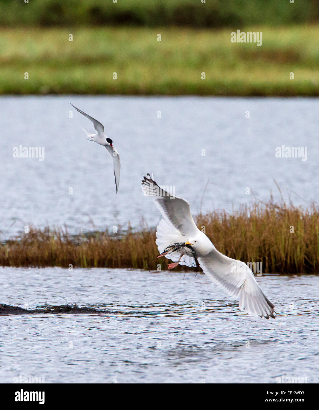 Goéland argenté (Larus argentatus), querelle entre le goéland argenté et la sterne arctique, en Norvège, Troms, Tromsoe Banque D'Images