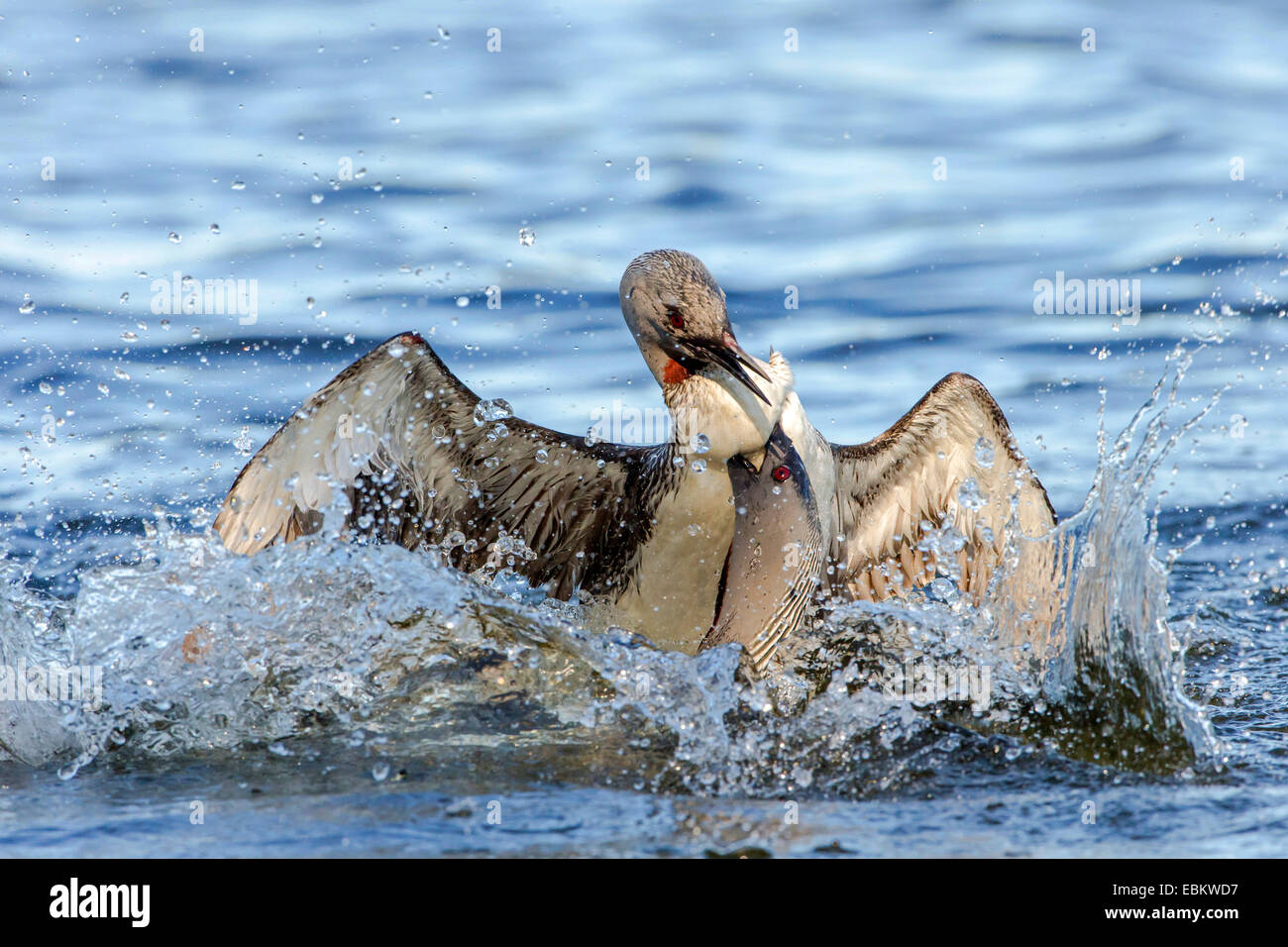 Jiujitsu (Gavia stellata), deux plongeurs à gorge rouge combattre les uns avec les autres sur le Prestvannet Lake, Norway, Troms, Tromsoe Banque D'Images