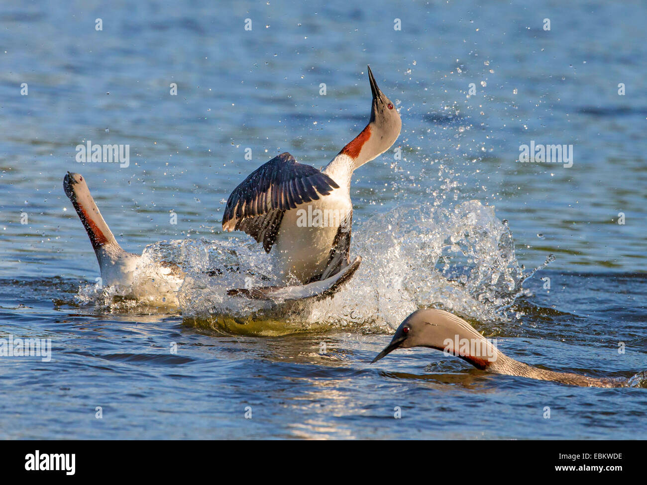 Jiujitsu (Gavia stellata), deux plongeurs à gorge rouge combattre les uns avec les autres sur le Prestvannet Lake, Norway, Troms, Tromsoe Banque D'Images