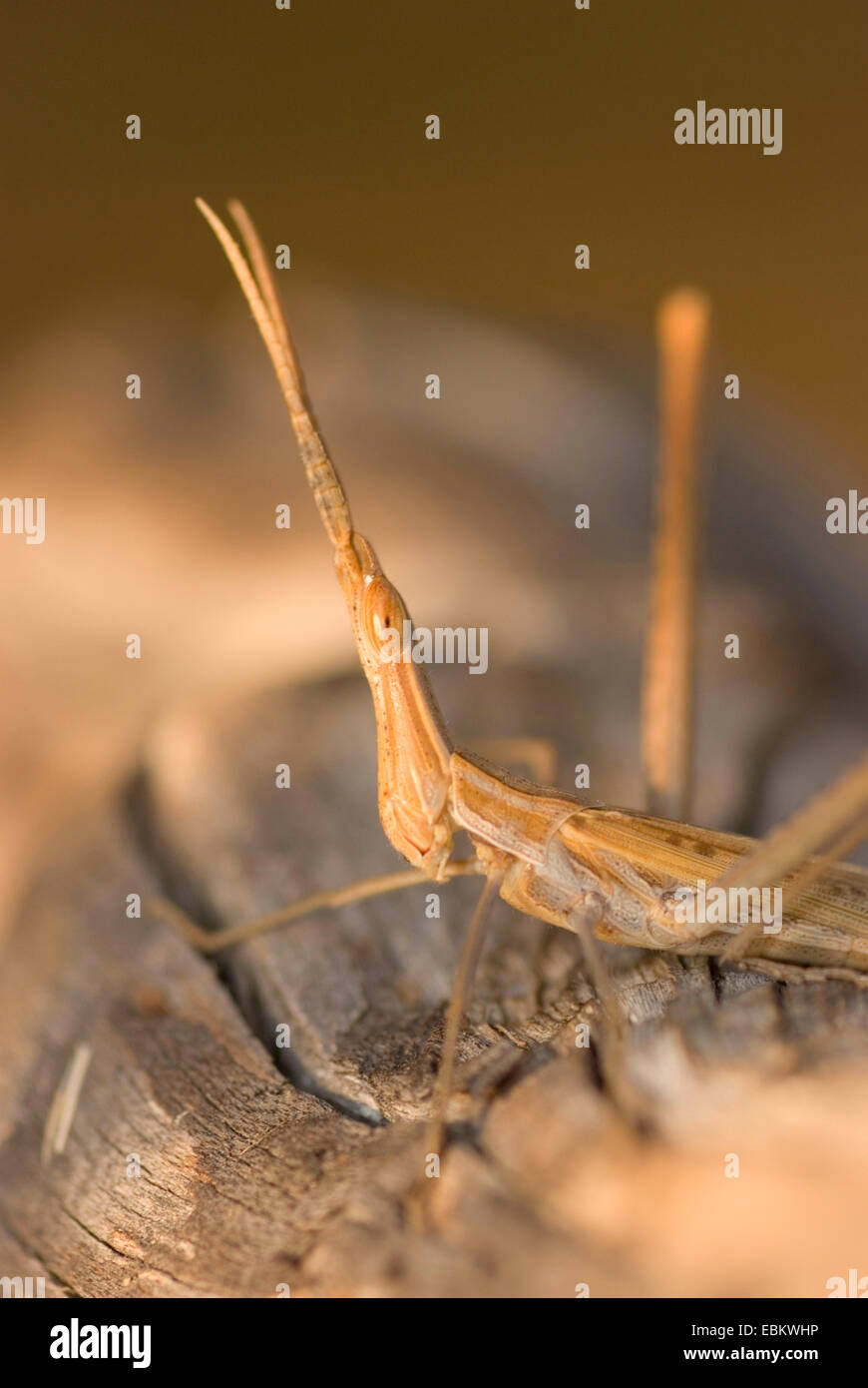 Long Snouted, sauterelle, sauterelle à tête inclinée de la Méditerranée face à Grasshopper (Acrida hungarica, Acrida ungarica), assis sur une branche, France, Corse Banque D'Images