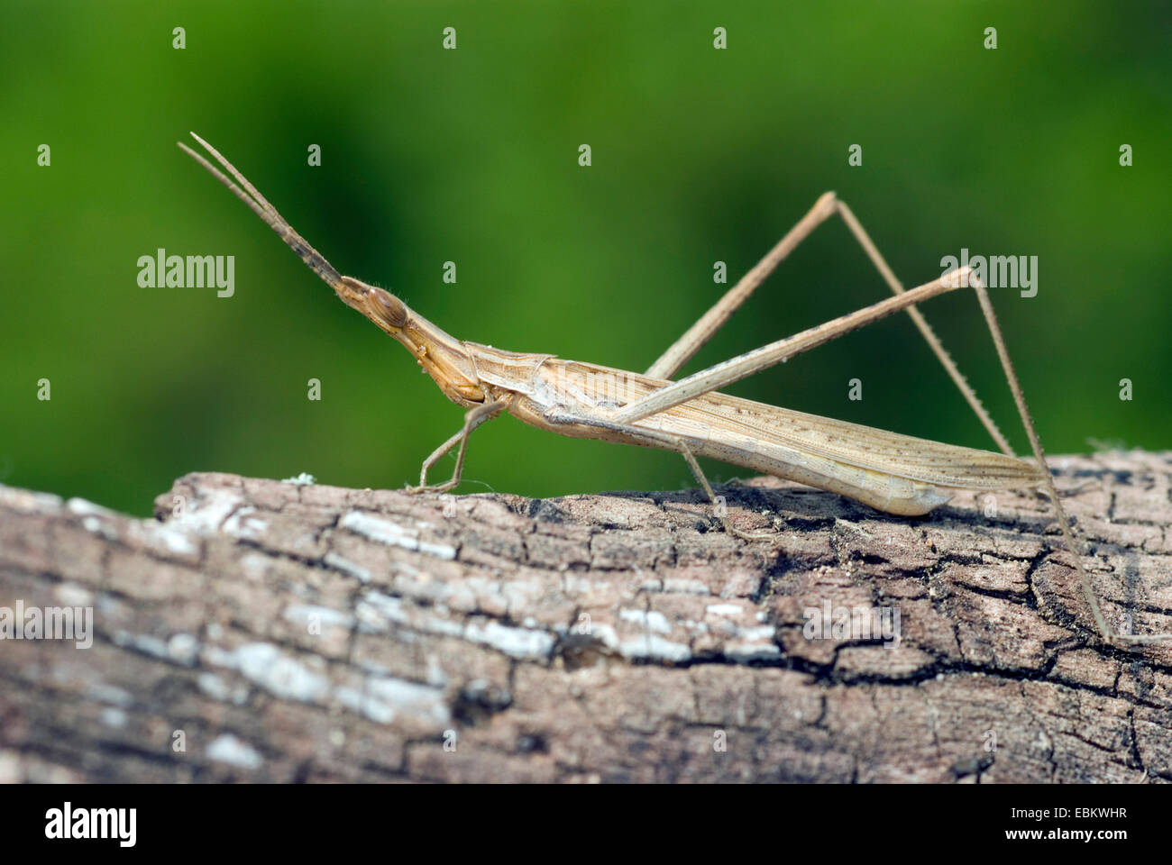 Long Snouted, sauterelle, sauterelle à tête inclinée de la Méditerranée face à Grasshopper (Acrida hungarica, Acrida ungarica), assis sur une branche, France, Corse Banque D'Images