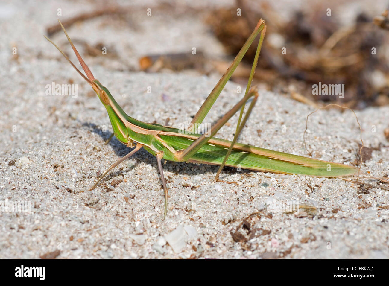 Long Snouted, sauterelle, sauterelle à tête inclinée de la Méditerranée face à Grasshopper (Acrida hungarica, Acrida ungarica), assis sur le sol, France, Corse Banque D'Images