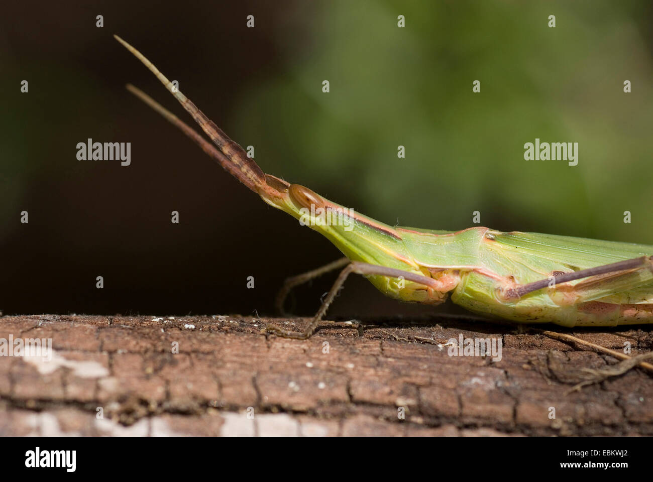 Long Snouted, sauterelle, sauterelle à tête inclinée de la Méditerranée face à Grasshopper (Acrida hungarica, Acrida ungarica), assis sur une branche, France, Corse Banque D'Images
