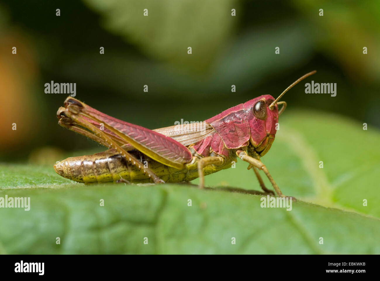 Marsh-meadow grasshopper (Chorthippus montanus), assis sur une feuille, Allemagne Banque D'Images