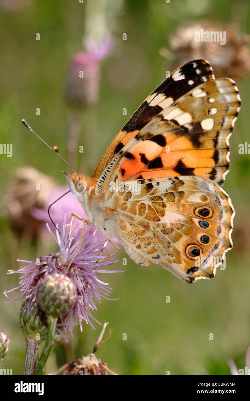 La belle dame, Cynthia cardui, chardon (Vanessa cardui), nectar de sucer un chardon, Allemagne Banque D'Images
