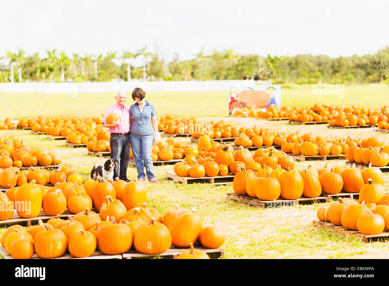 USA, Floride, Jupiter, Portrait de couple standing in Pumpkin Patch Banque D'Images