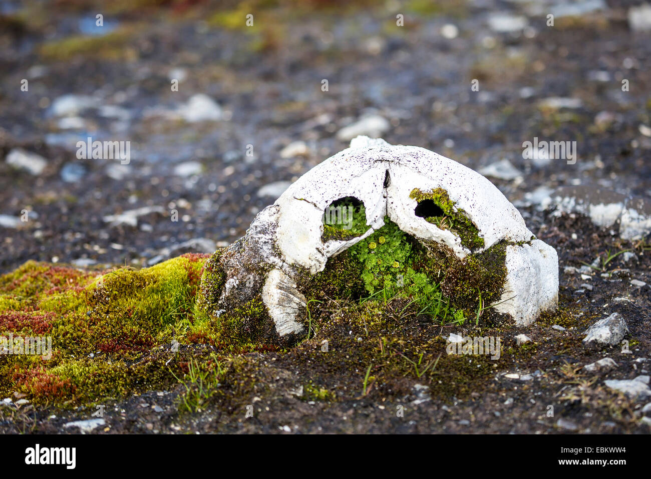 Le morse (Odobenus rosmarus), crâne moussus à la plage, de la Norvège, Svalbard, Spitzberg, Edge 151°ya Banque D'Images Le morse (Odobenus rosmarus), crâne moussus à la plage, de la Norvège, Svalbard, Spitzberg, Edge 151°ya Banque D'Images
