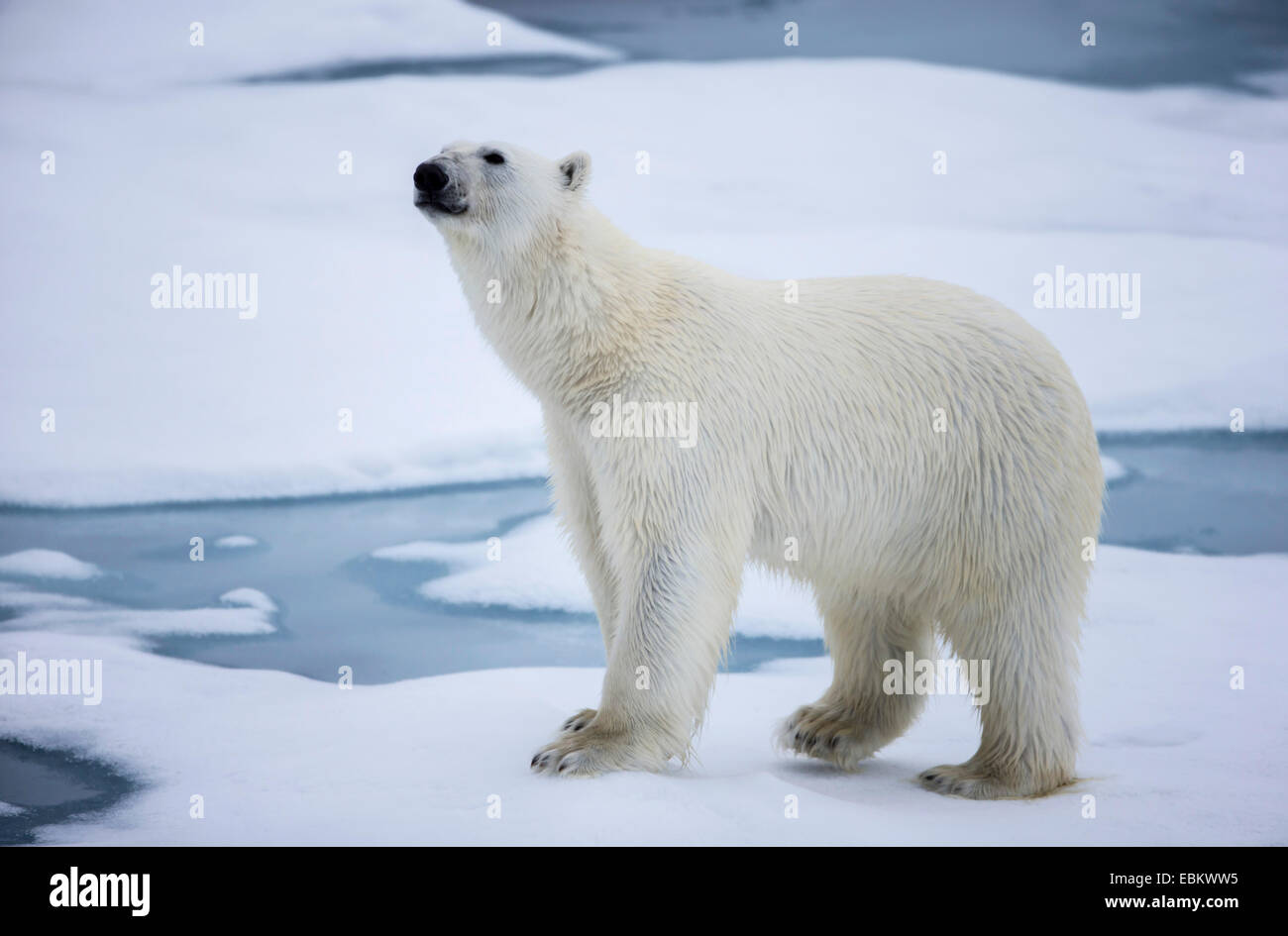 L'ours polaire (Ursus maritimus), sur la glace de mer, la Norvège, Svalbard, Spitzberg, Inseln Sju°yane Banque D'Images