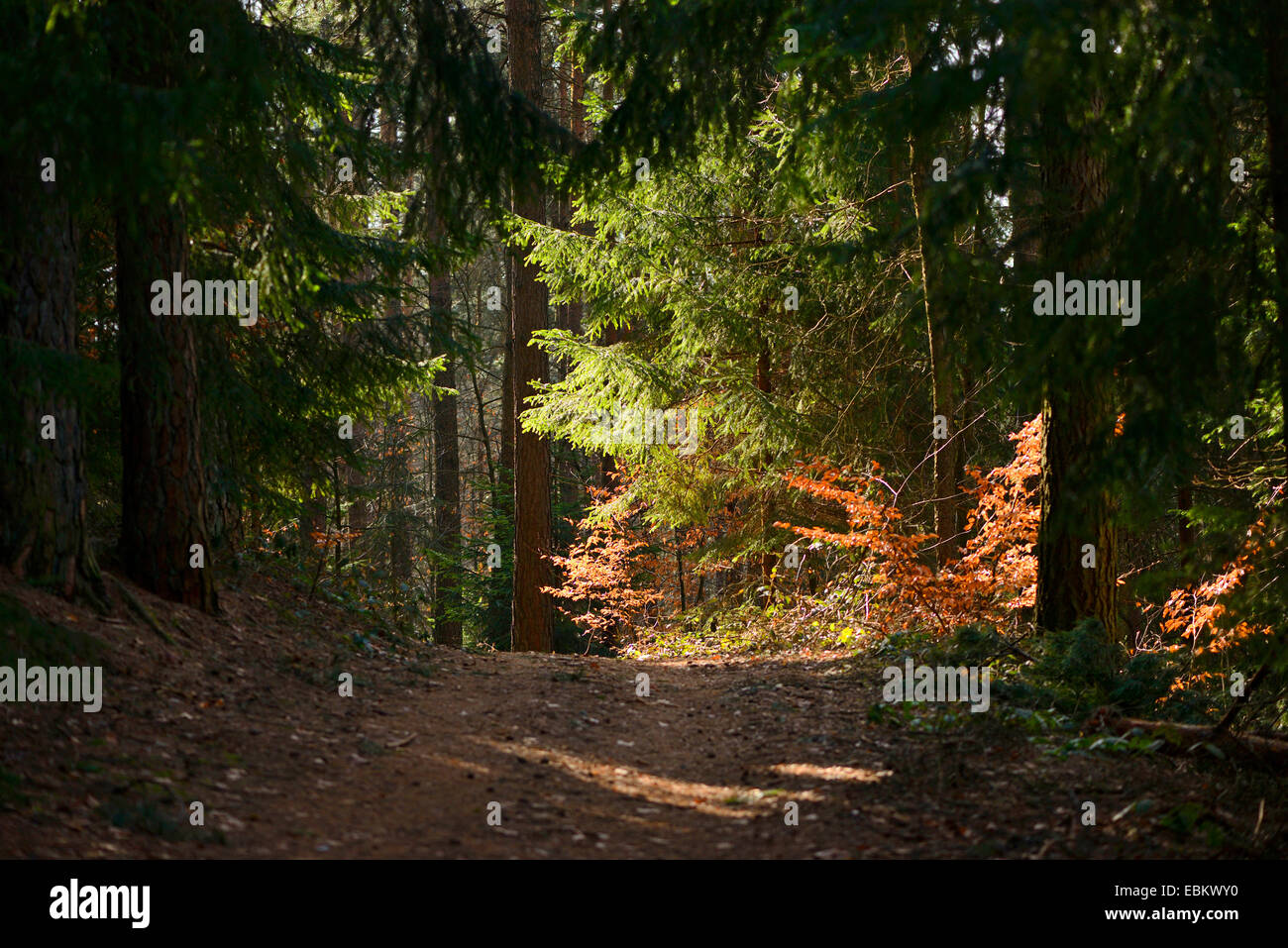 Sentier de forêt au début du printemps, l'Allemagne, Bavière, Oberpfalz Banque D'Images