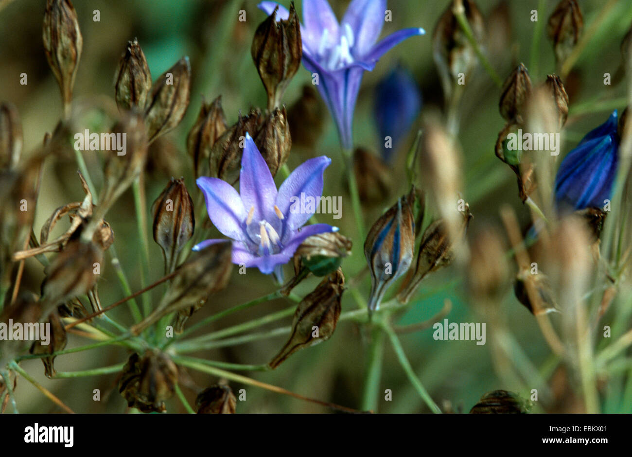 L'écrou de l'herbe, le triplet lily, la trientale boréale, jacinthe sauvage (Triteleia laxa, Brodiaea laxa), fleur Banque D'Images