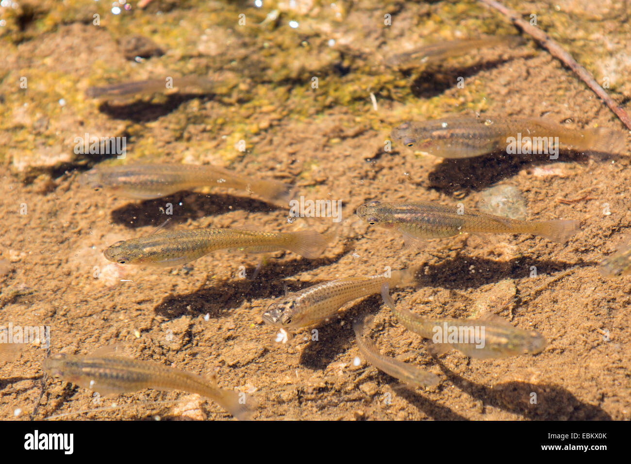 Gambusie, la gambusie (Gambusia affinis), plusieurs femelles en eau peu profonde, USA, Arizona, Phoenix, Salt River Banque D'Images