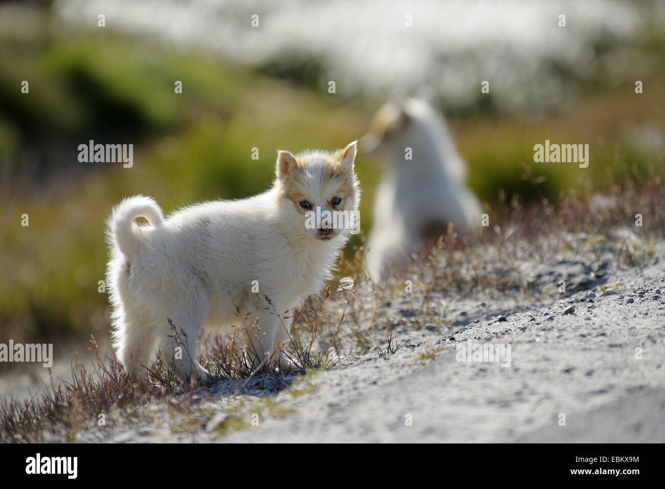 Le Groenland Le Groenland, Husky Chien (Canis lupus f. familiaris), minet, Groenland, baie de Disko, Ilulissat Banque D'Images