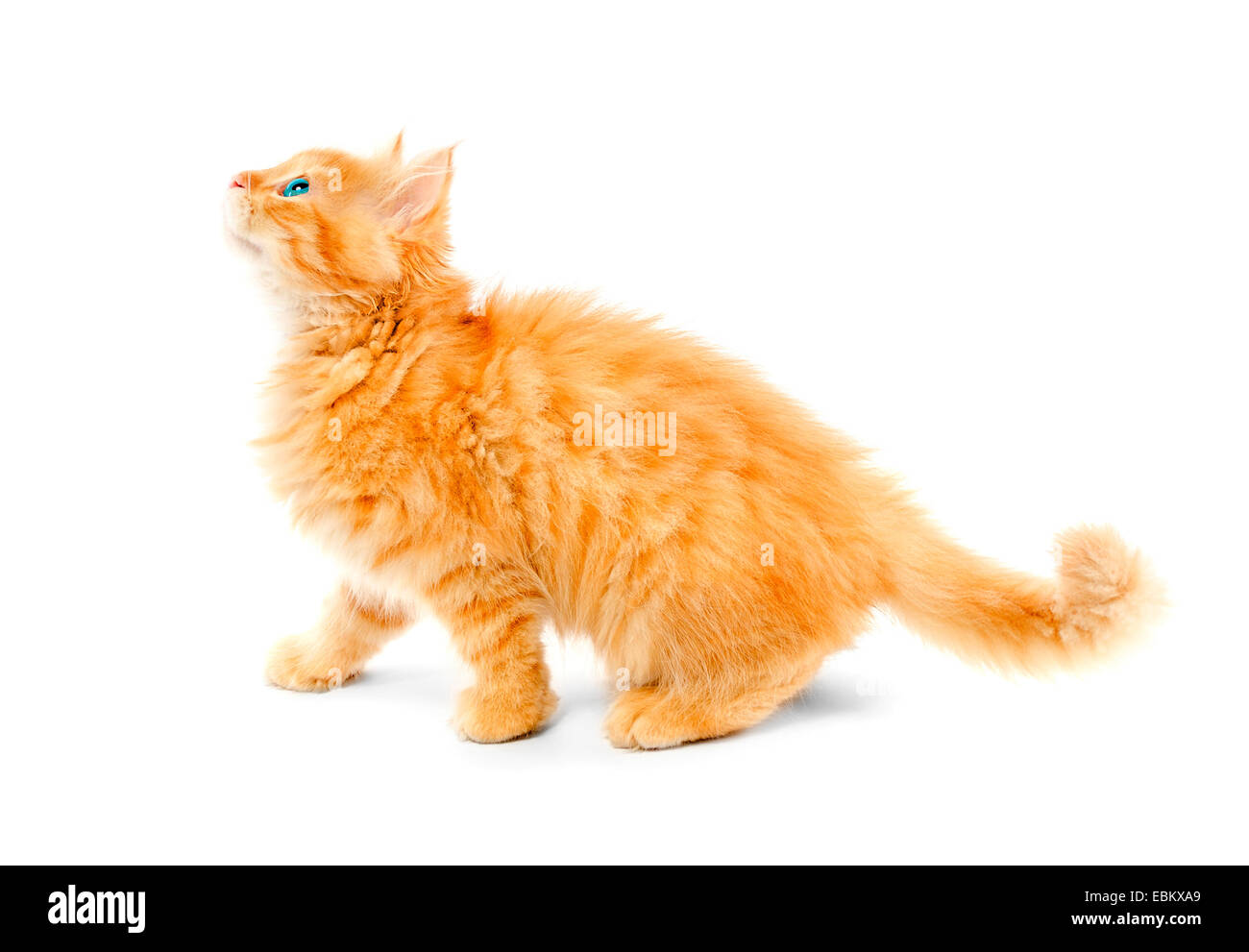 Ginger kitten isolé sur fond blanc Banque D'Images