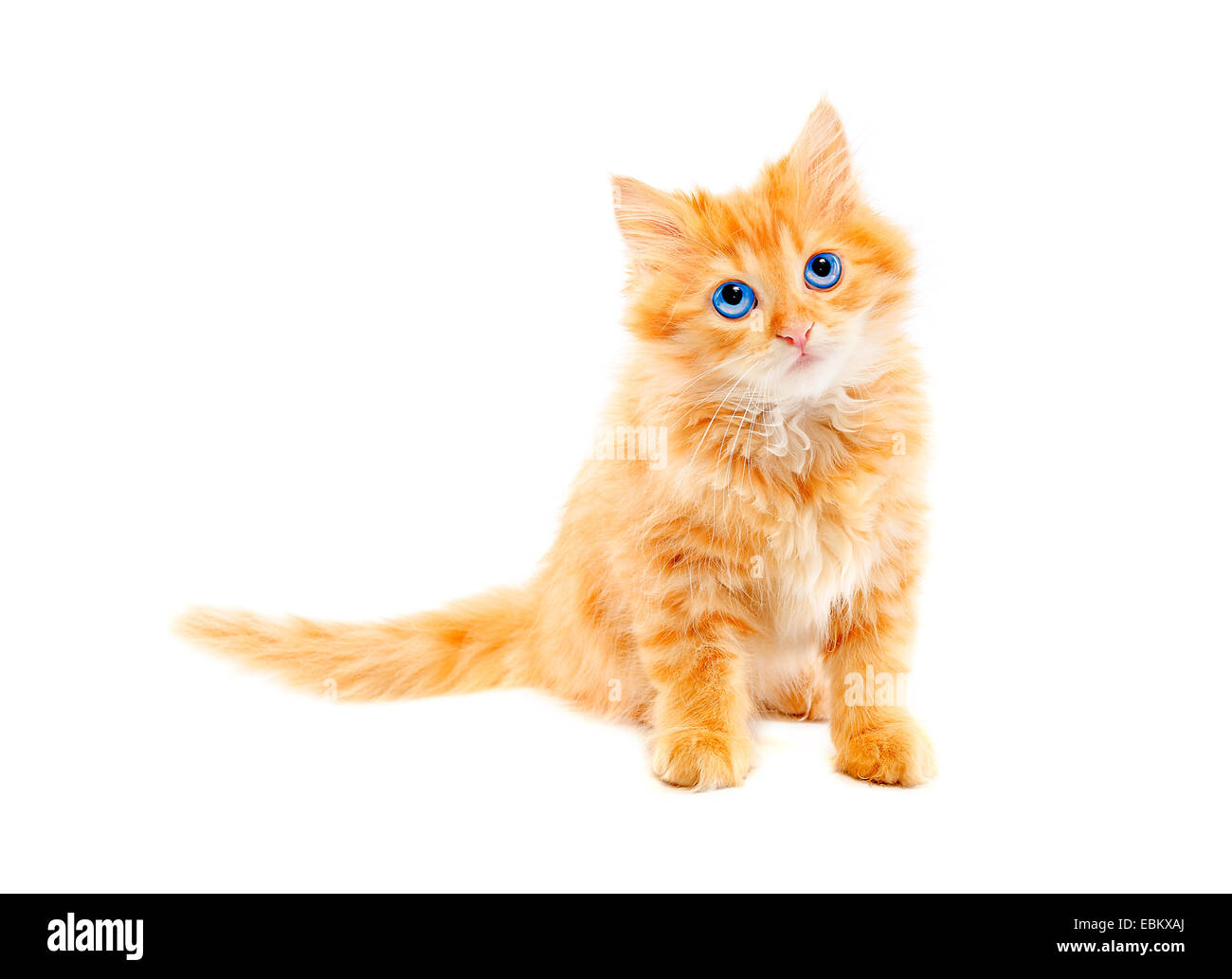 Ginger kitten isolé sur fond blanc Banque D'Images