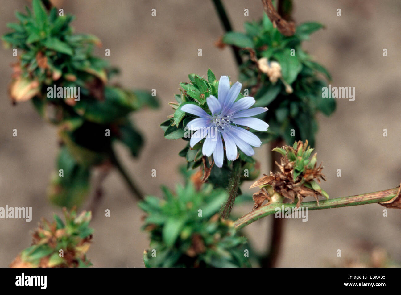 La Belgique, l'endive (chicorée endive Cichorium endivia var. endivia), blooming Banque D'Images