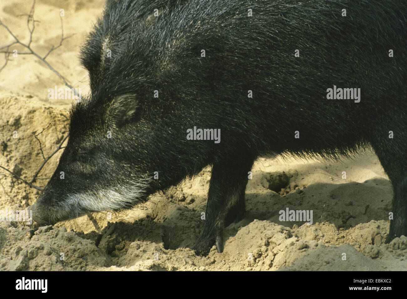 Pécari à lèvres blanches (Tayassu pecari), l'enracinement dans le sable Banque D'Images