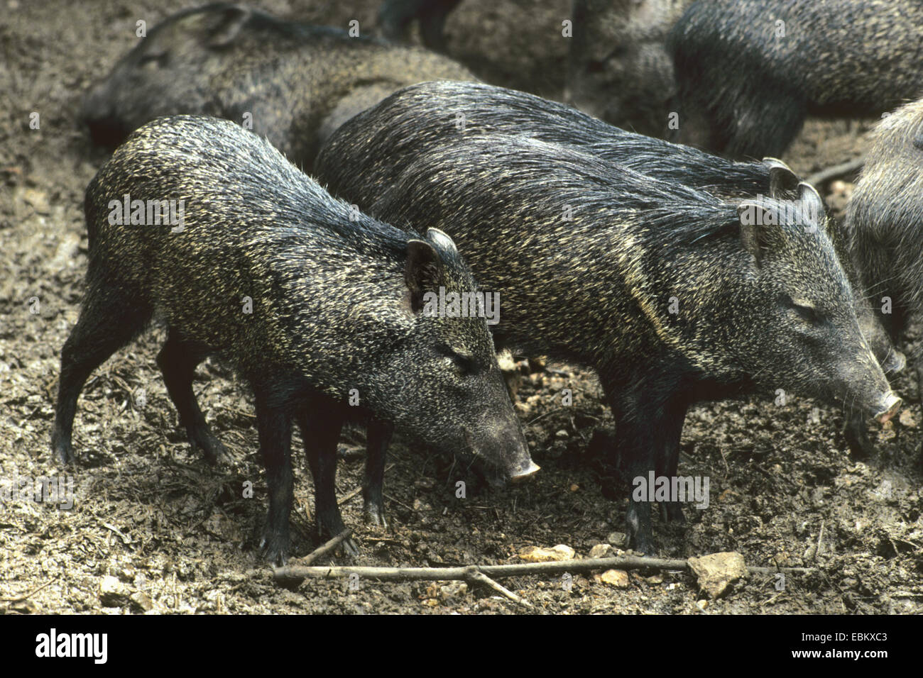 Pécari à collier (Pecari tajacu, Javelina, Tayassu tajacu), groupe à l'extérieur Banque D'Images