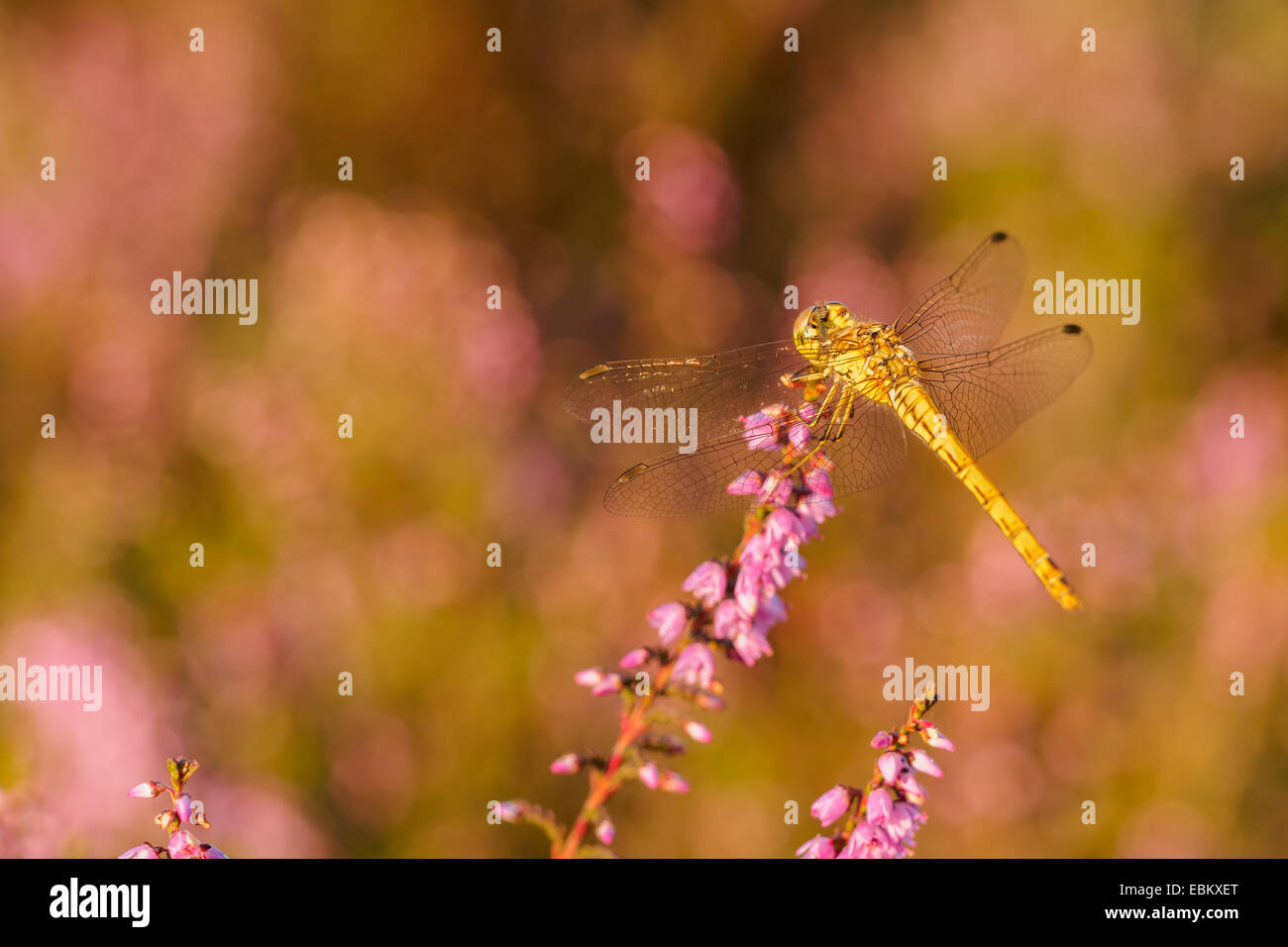 Libellule jaune libre reposant sur heather en lumière au coucher du soleil Banque D'Images