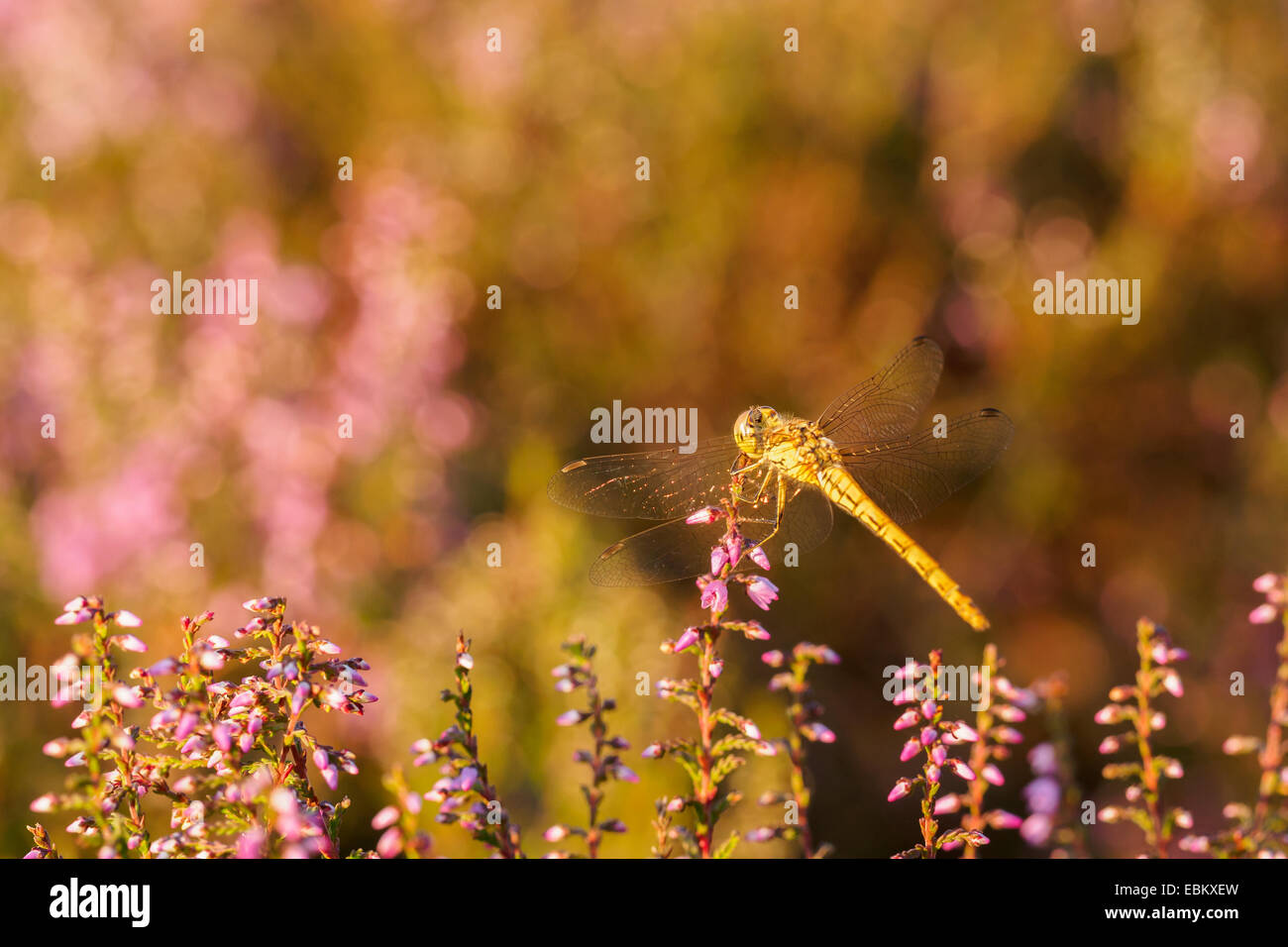 Libellule jaune reposant sur Heather dans le coucher du soleil la lumière sur la ligne de Heather Banque D'Images