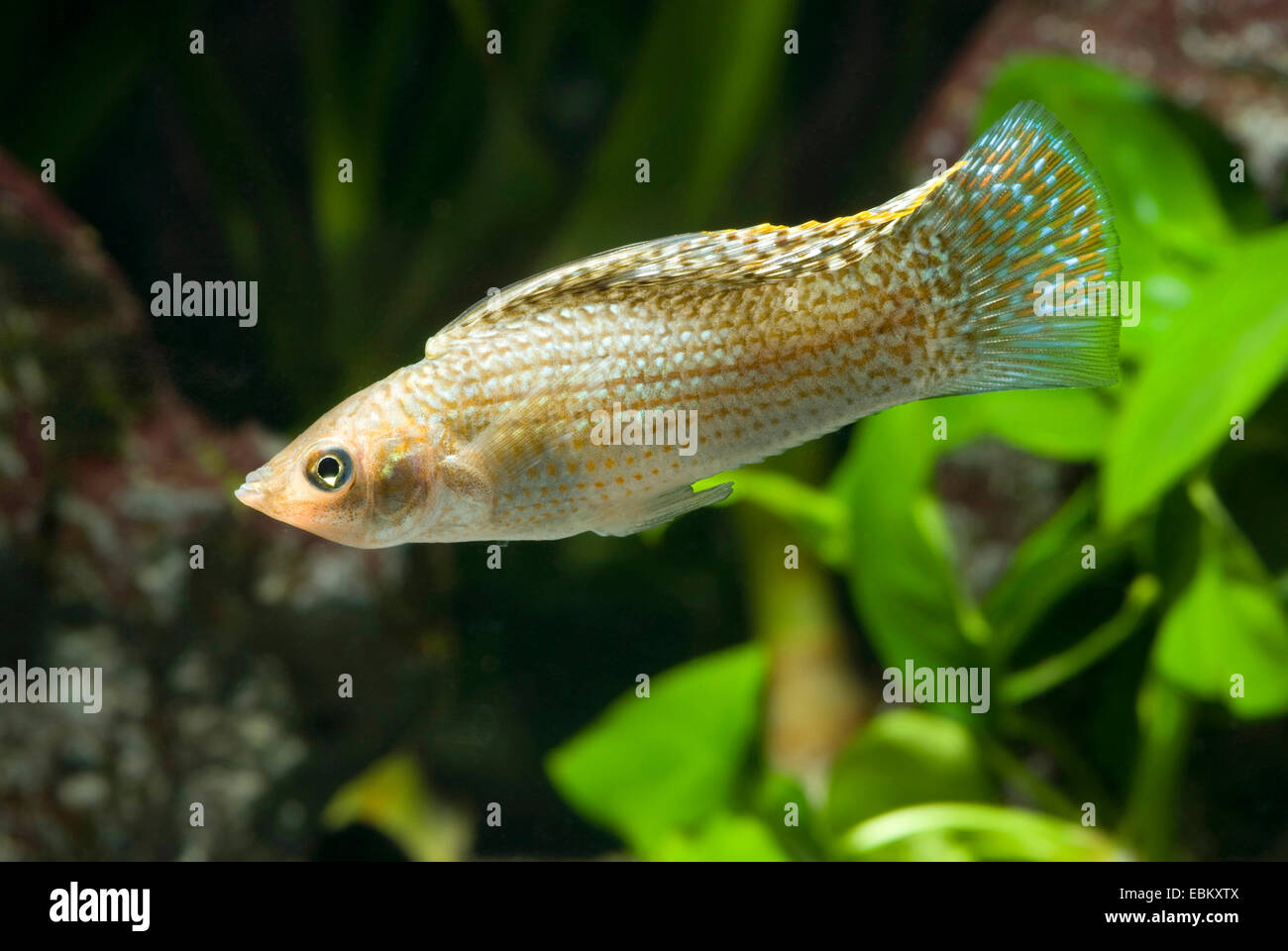 Molly sailfin géant, Sail-fin molly, Molly sailfin rouge, Poecilia velifera Molly (Yucatan), natation Banque D'Images