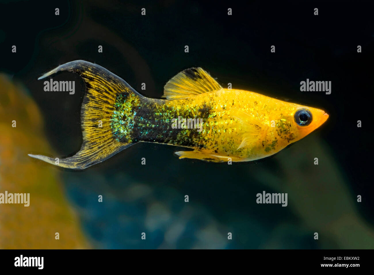 Poussière d'or Molly, Molly, Molly marbré Mexicain, à la liberté (Poecilia sphenops Molly, Mollienesia sphenops), race Lyratail Golddust Banque D'Images