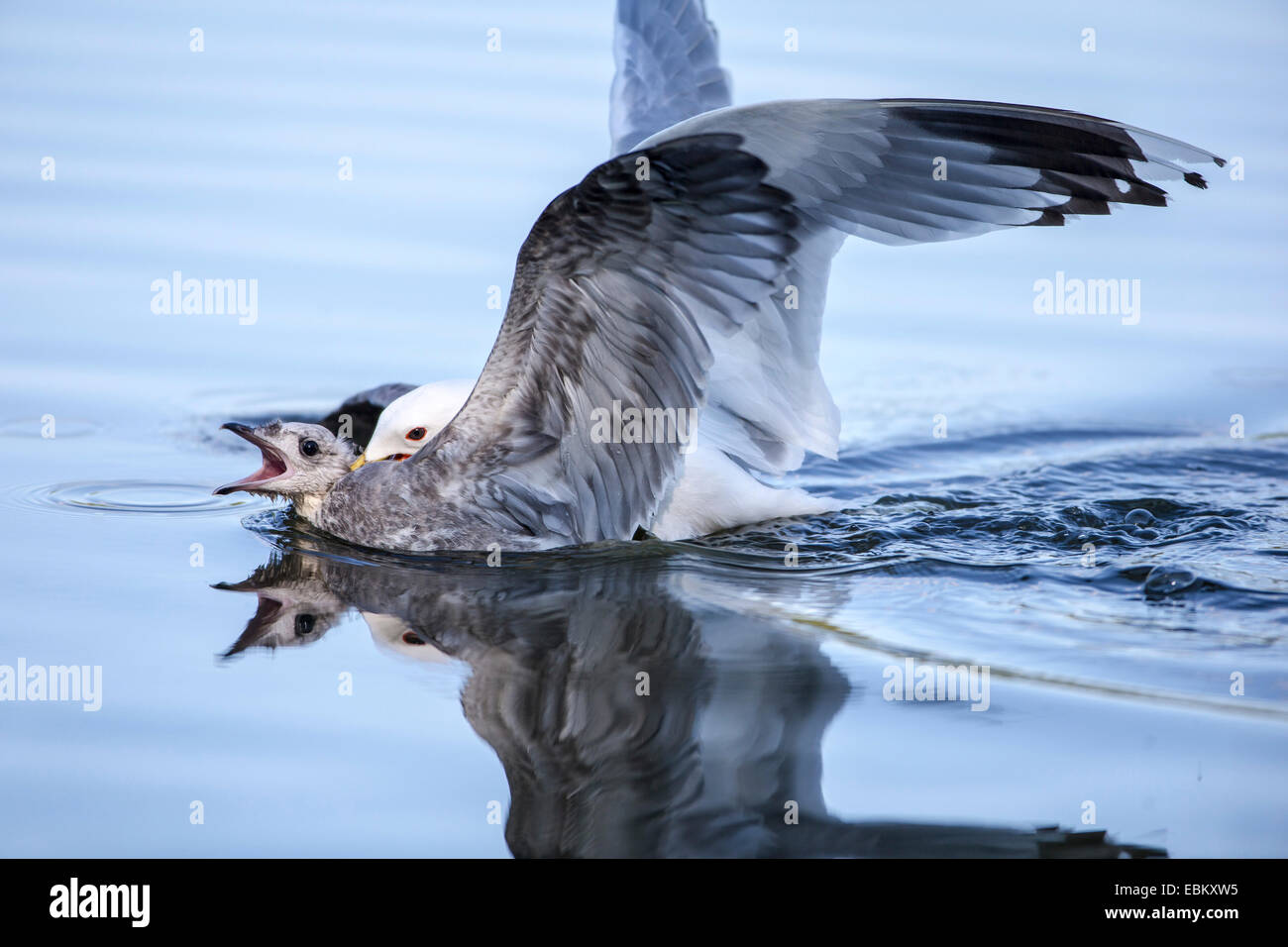 Mew Gull (Larus canus), attaquant l'autre sur la surface de l'eau et de mordre, de la Norvège, Troms, Tromsoe Banque D'Images