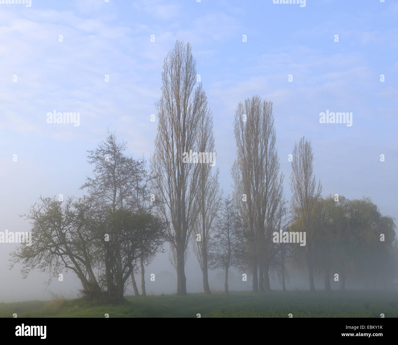 Arbres dans la brume, l'Allemagne, la Bavière Banque D'Images